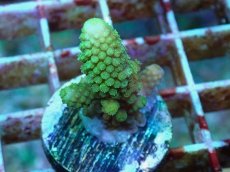 画像2: No.67 フィジー産 ツツユビミドリイシ (2)