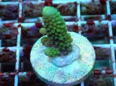 画像2: No.68 フィジー産 ツツユビミドリイシ (2)