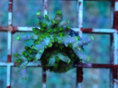 画像1: No.69 フィジー産 スゲミドリイシ (1)