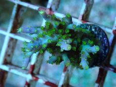 画像2: No.69 フィジー産 スゲミドリイシ (2)