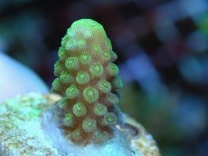 画像2: No.70 フィジー産 ツツユビミドリイシ (2)