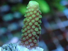 画像1: No.71 フィジー産 ツツユビミドリイシ (1)