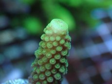 画像2: No.71 フィジー産 ツツユビミドリイシ (2)