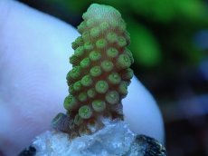 画像2: No.72 フィジー産 ツツユビミドリイシ (2)