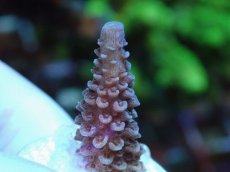 画像1: No.73 フィジー産 ヒメマツミドリイシ (1)