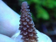 画像2: No.73 フィジー産 ヒメマツミドリイシ (2)