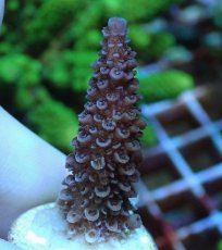 画像1: No.74 フィジー産 ヒメマツミドリイシ (1)