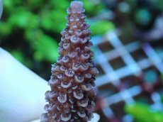 画像2: No.74 フィジー産 ヒメマツミドリイシ (2)