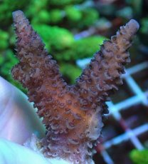 画像1: No.75 フィジー産 ヒメマツミドリイシ (1)