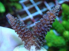 画像1: No.76 フィジー産 ヒメマツミドリイシ (1)