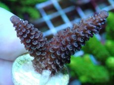 画像2: No.76 フィジー産 ヒメマツミドリイシ (2)