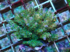 画像1: No.77 フィジー産 スゲミドリイシ (1)