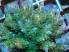 画像2: No.77 フィジー産 スゲミドリイシ (2)