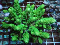 画像2: No.78 フィジー産 ツツユビミドリイシ (2)