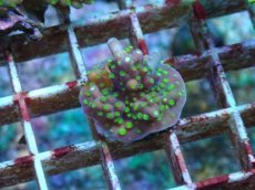 画像1: No.79 フィジー産 スゲミドリイシ (1)