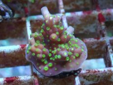 画像2: No.79 フィジー産 スゲミドリイシ (2)