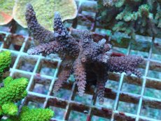 画像1: No.80 フィジー産 ヒメマツミドリイシ (1)