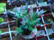 画像1: No.81 フィジー産 スゲミドリイシ (1)