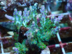 画像2: No.81 フィジー産 スゲミドリイシ (2)