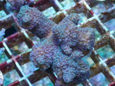 画像1: No.82 フィジー産 ヒメマツミドリイシ (1)