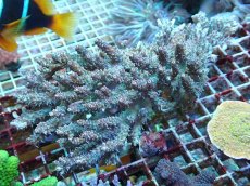 画像1: No.83 インドネシア産 ストロベリーショートケーキ (1)