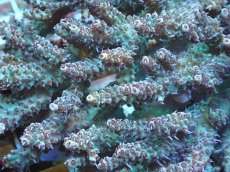 画像2: No.83 インドネシア産 ストロベリーショートケーキ (2)