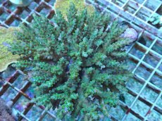 画像1: No.84 フィジー産 スゲミドリイシ (1)