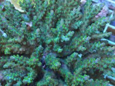 画像2: No.84 フィジー産 スゲミドリイシ (2)