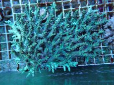 画像1: No.85 深場ミドリイシ (1)