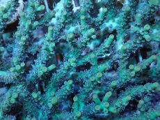 画像2: No.85 深場ミドリイシ (2)