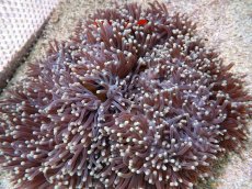 画像1: オーストラリア産　センジュイソギンチャク＆カクレクマノミペア　　【人気No.1】 (1)