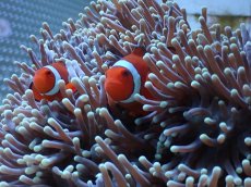 画像2: オーストラリア産　センジュイソギンチャク＆カクレクマノミペア　　【人気No.1】 (2)