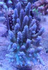 画像1: No.1 オーストラリア産 浅場ミドリイシ (1)