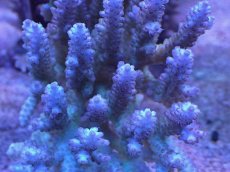 画像2: No.1 オーストラリア産 浅場ミドリイシ (2)