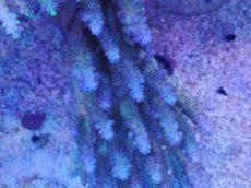 画像3: No.1 オーストラリア産 浅場ミドリイシ (3)