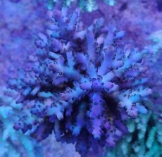 画像3: No.4 オーストラリア産 ロリペス (3)