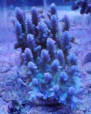 画像1: No.6 オーストラリア産 浅場ミドリイシ (1)