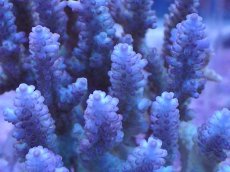 画像2: No.6 オーストラリア産 浅場ミドリイシ (2)