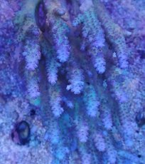 画像3: No.6 オーストラリア産 浅場ミドリイシ (3)