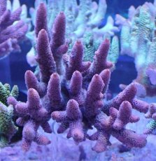 画像1: No.9 オーストラリア産 スパスラータ (1)