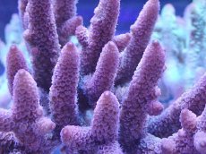 画像2: No.9 オーストラリア産 スパスラータ (2)