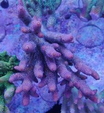 画像3: No.9 オーストラリア産 スパスラータ (3)