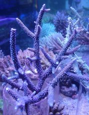 画像3: No.16 オーストラリア産 スギノキミドリイシ　　【迫力ある大きめサイズ！】 (3)