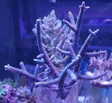 画像1: No.16 オーストラリア産 スギノキミドリイシ　　【迫力ある大きめサイズ！】 (1)