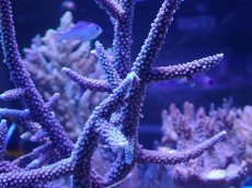 画像2: No.16 オーストラリア産 スギノキミドリイシ　　【迫力ある大きめサイズ！】 (2)