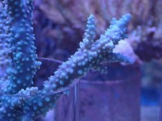 画像2: No.17 オーストラリア産 ヤセミドリイシ (2)