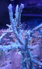 画像3: No.18 オーストラリア産 ヤセミドリイシ (3)