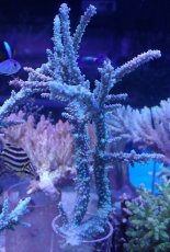 画像1: No.18 オーストラリア産 ヤセミドリイシ (1)