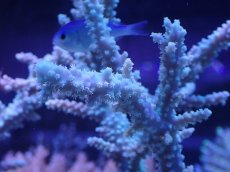 画像2: No.18 オーストラリア産 ヤセミドリイシ (2)