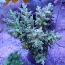 画像3: No.20 オーストラリア産 ロリペス (3)